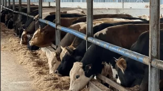 Ankara Kurbanlık Besi Çiftlikleri
