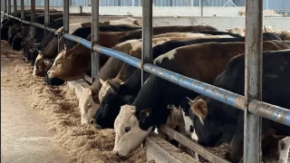 Ankara Kurbanlık Dana