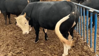 Etimesgut Kurbanlık Pazarı