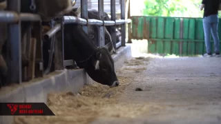 Ekinci Besi Çiftliği
